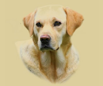 Alan Hangover 2 Lab t shirt Zach Galifianakis Yellow Lab Dog tee